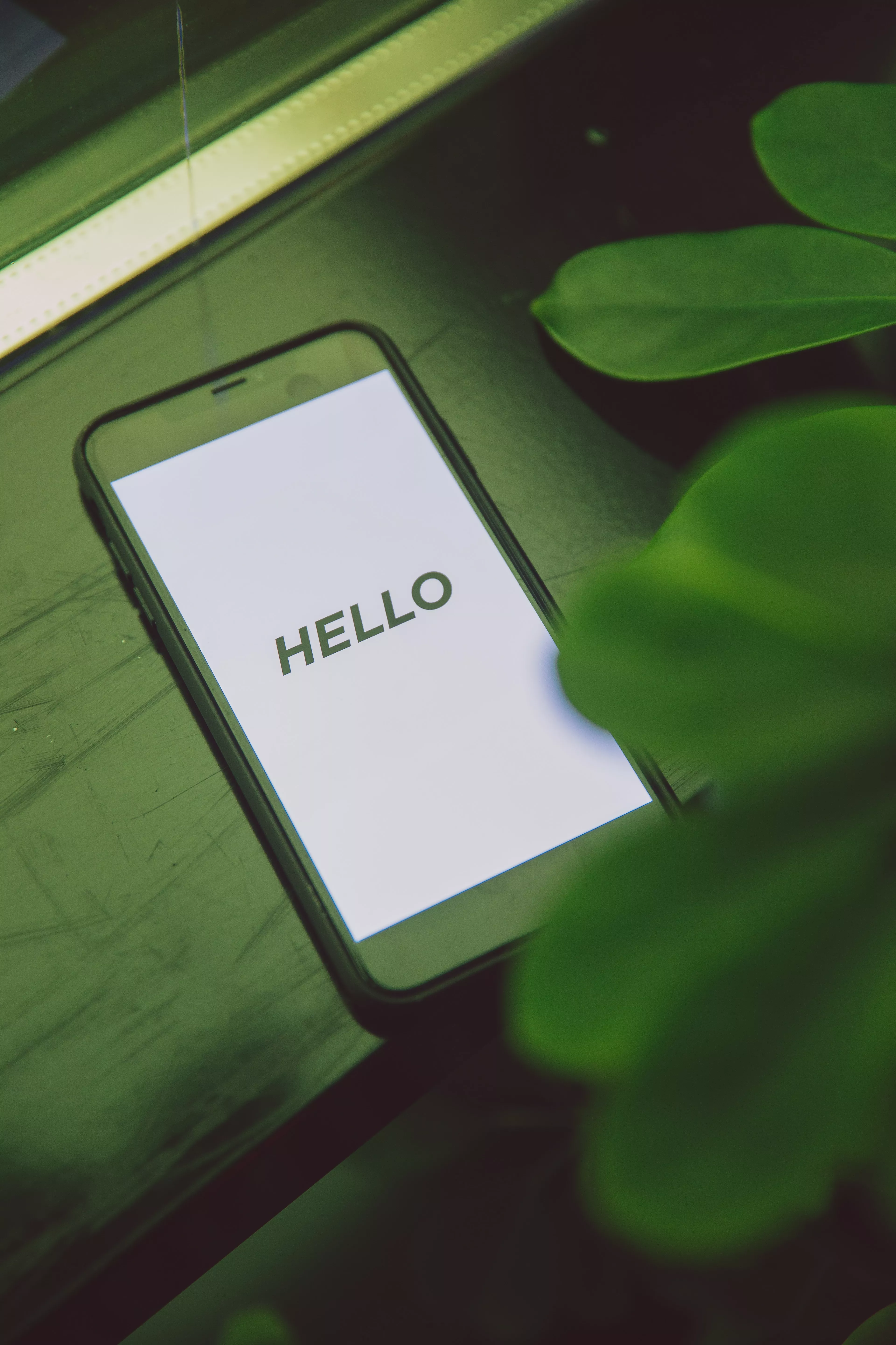 phone in leaves